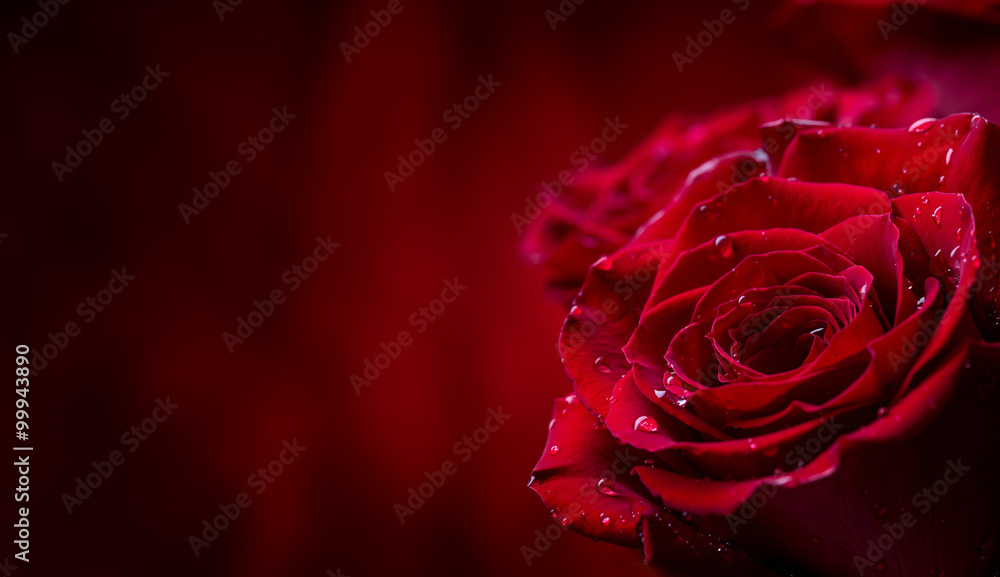Rose. Red roses.  Bouquet of red roses. Valentines Day, wedding day background. Rose petals and hearts Valentine gift boxes. Valentines and wedding border. Waters drops on roses petals. - obrazy, fototapety, plakaty 