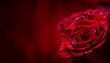 Leinwandbild Motiv Rose. Red roses.  Bouquet of red roses. Valentines Day, wedding day background. Rose petals and hearts Valentine gift boxes. Valentines and wedding border. Waters drops on roses petals.