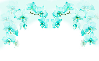 Wall Mural - Turquoise blooming orchid flowers as a picture frame on a partial white background