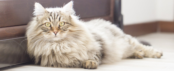 Brown cat, long haired, siberian breed