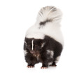 skunk standing on white