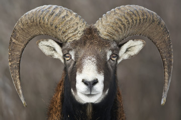 Moufflon portrait