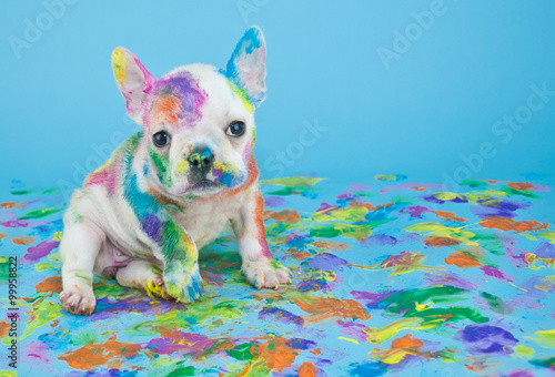 Plakat Painted Puppy