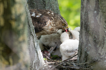 Sticker - Cooper-s hawk feeding chicks