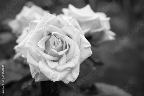 Fleur de rose noir et blanc Poster Mural XXL