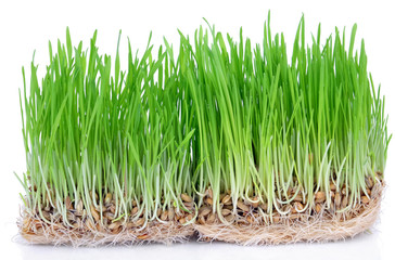 Fresh green grass sprouted grains with roots isolated on white background.