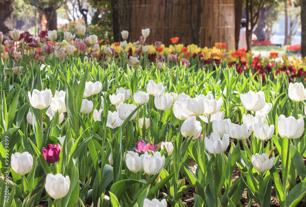 beautiful tulips field in garden - obrazy, fototapety, plakaty 