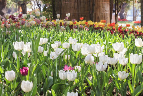 Photographie beautiful tulips field in garden