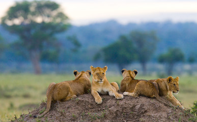 Wall Mural - group of young lions on the hill. national park. kenya. tanzania. masai mara. serengeti. an excellen