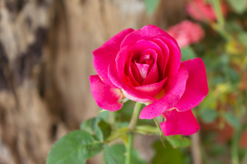 Wall Mural - single lovely pink rose on natural wood background