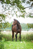 Fototapeta Konie - Beautiful warmblood horse standing on the field in summer