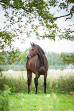 Beautiful Warmblood Horse Standing On The Field In Summer