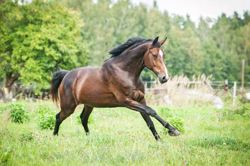 Beautiful warmblood horse running on the field in summer