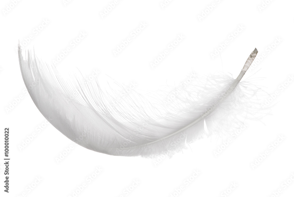 fluffy white isolated curled feather - obrazy, fototapety, plakaty 