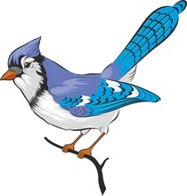 Illustration Of Blue Jay Bird.