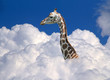 giraffe above clouds