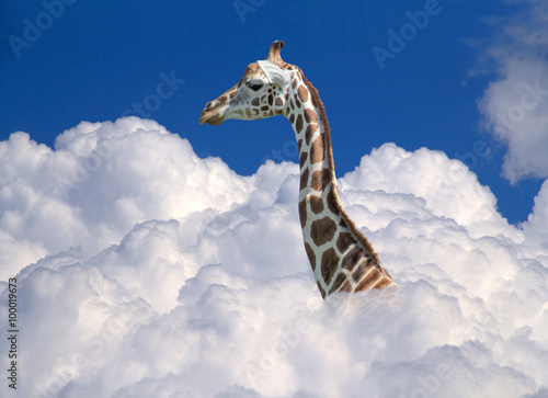 Fényképezés  giraffe above clouds