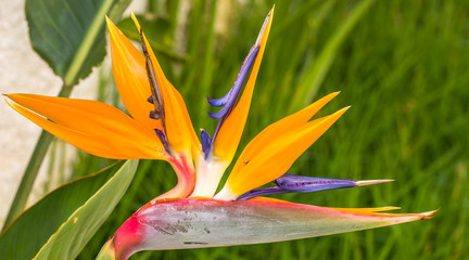 Canvas Print - Strelitzia.