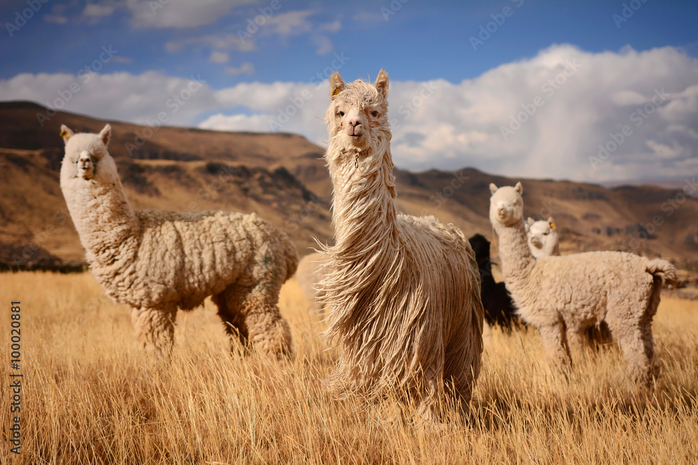 Llamas (Alpaca) in Andes,Mountains, Peru - obrazy, fototapety, plakaty 
