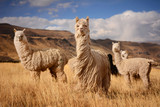Fototapeta  - Llamas (Alpaca) in Andes,Mountains, Peru