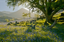 Bluebells Of Rannerdale In The English Lake District.