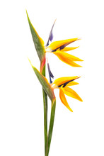 Two Blooming Crane Bird Of Paradise Flowers Isolated On A White Background
