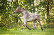 Appaloosa Horse Running Trot On The Field In Summer