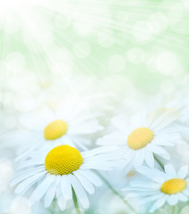 Aufkleber - Summer gentle background with red blooming daisies