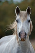 White camargue horse