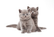 Two little british kittens