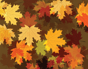 autumn maple leaves. vector