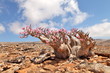 Bottle tree in bloom - adenium obesum - endemic tree of Socotra Island 