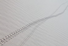 Crab Tracks On The White Sand