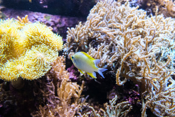 exotic fish in aquarium