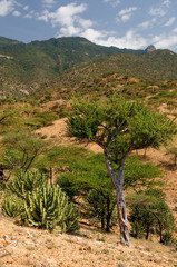 Wall Mural - Village of South Horr is set in a verdant canyon surrounded by dramatic mountain peaks