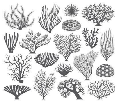 Wall Mural - Coral formations Vector Silhouettes