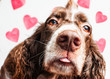 close up of a dogs nose with hearts in the background