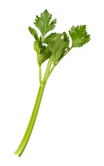 Wall Mural - Single Celery Stalk isolated