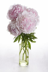 Wall Mural - Bouquet of pink peony flowers in a vase