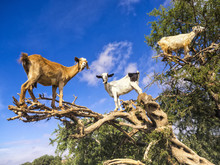 Goats In Trees