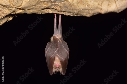 Fotografie, Obraz Vrápenec malý (Rhinolophus hipposideros)
