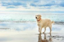 Young White Golden Retriever Stand On The Seafront