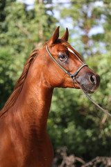 Wall Mural - Close-up beautiful arabian horse head on natural background