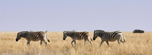 Three Zebras In African Savanna