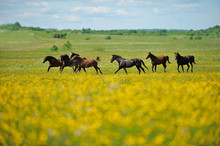 Herd Of The Horses In The Field