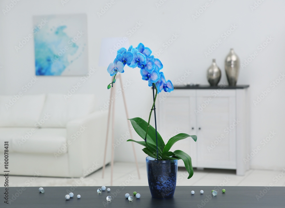 Beautiful blue orchid flower on table in the white room