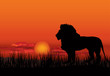 African landscape with animal lion silhouette. Savanna sunset  background