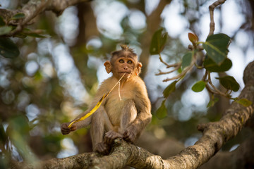 The bonnet macaque is a macaque endemic to southern India. Its distribution is limited by the Indian Ocean on three sides and the Godavari, Tapti Rivers along with a related species of rhesus macaque.