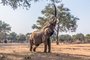 African Elephant (Loxodonta), reaching up for a branch of a tree