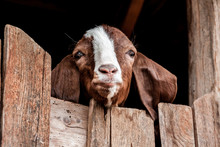 Brown And White Goat (Capra Hircus), Looking Over A Wooden Door.